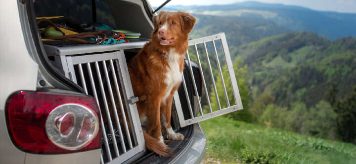startseite themeneinstieg hundetransport mit dem auto 03 1600x740 startseite themeneinstieg hundetransport mit dem auto 03 1600x740